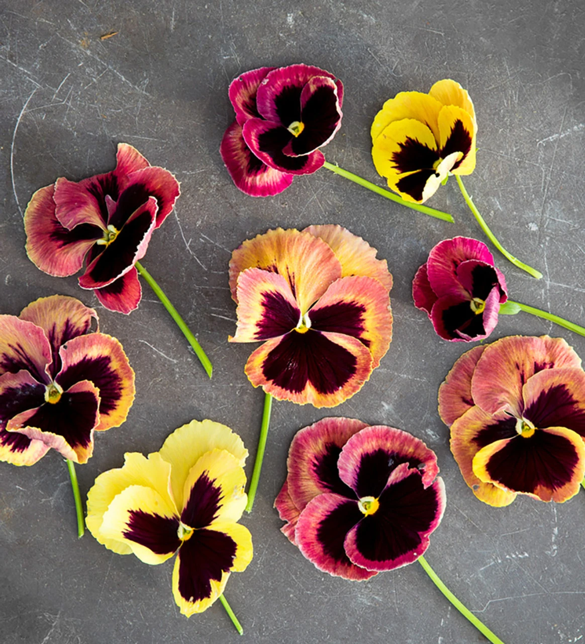 Mahogany, Crimson And Lime Pot Collection - Image 3