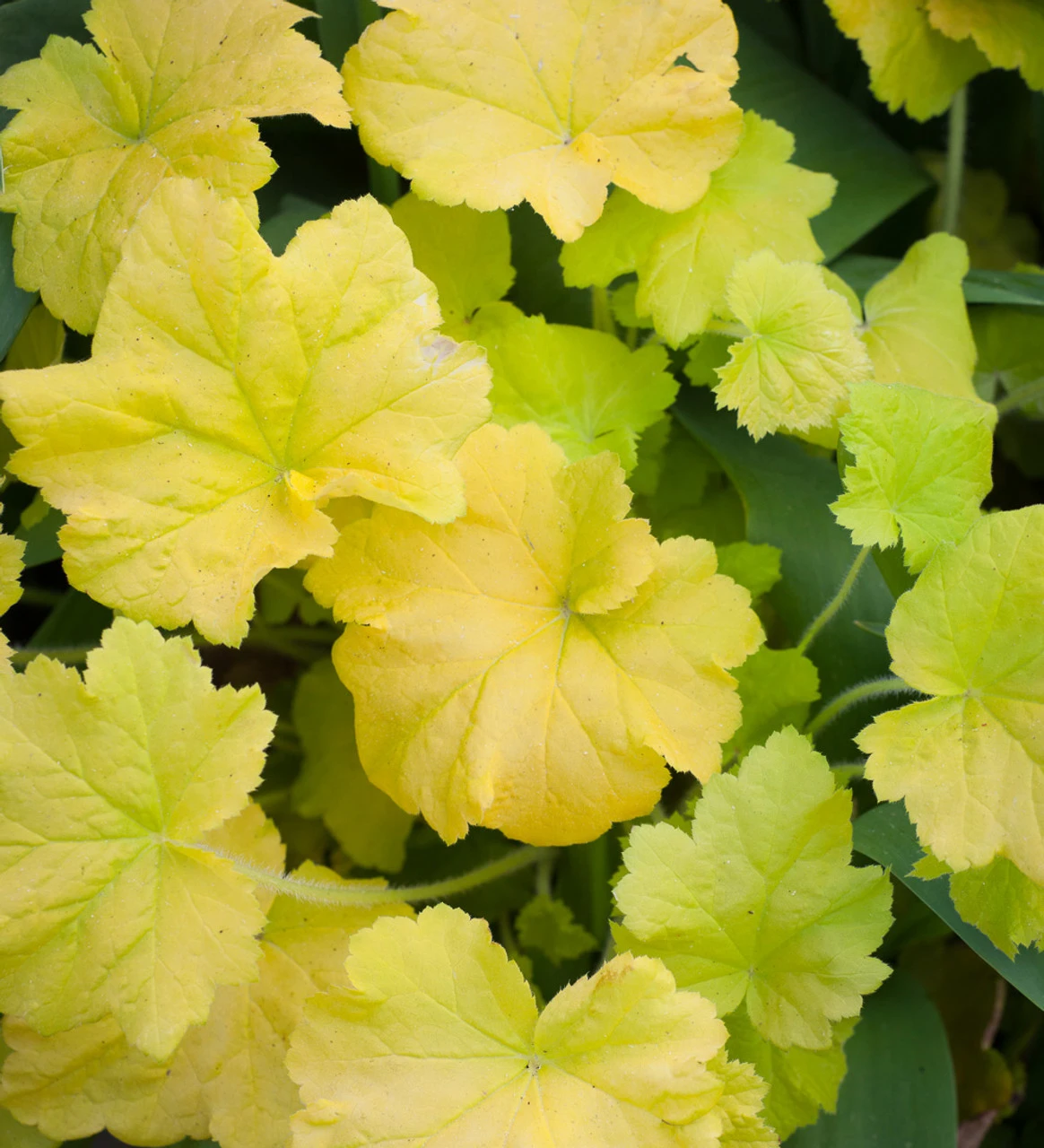 Mahogany, Crimson And Lime Pot Collection - Image 4