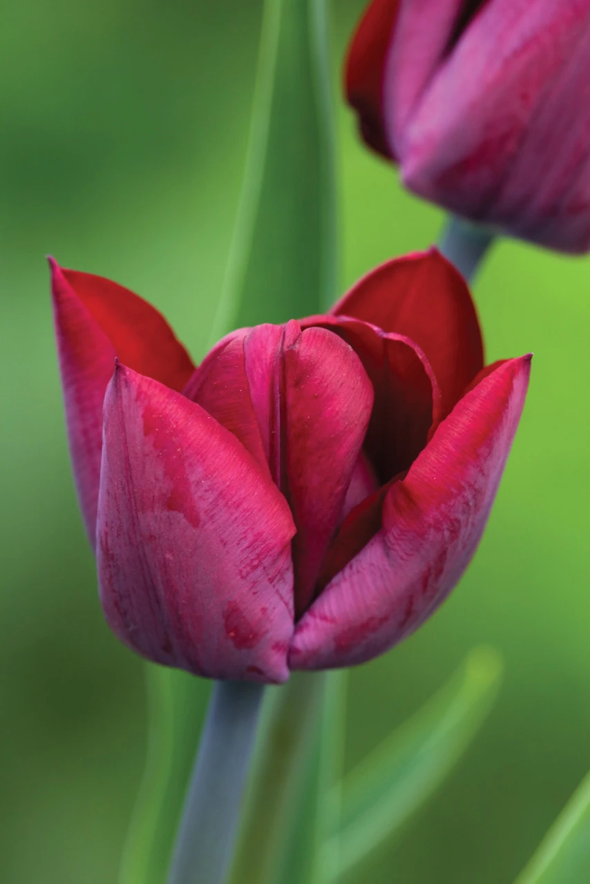Mahogany, Crimson And Lime Pot Collection - Image 5