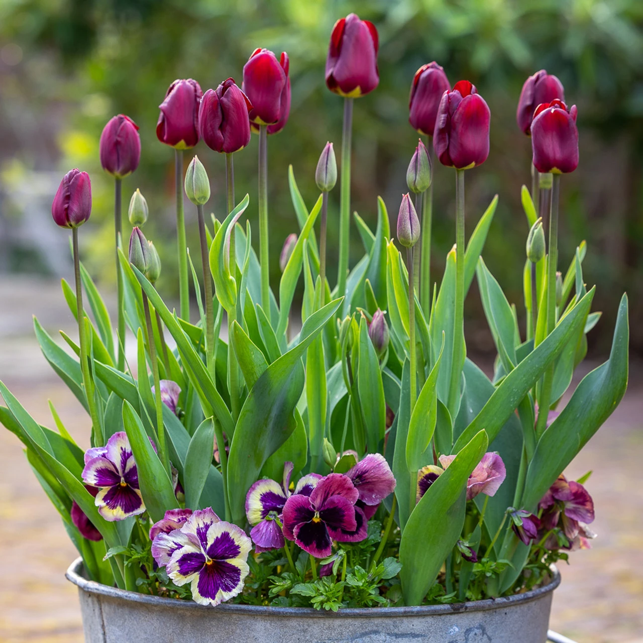 Mahogany, Crimson And Lime Pot Collection