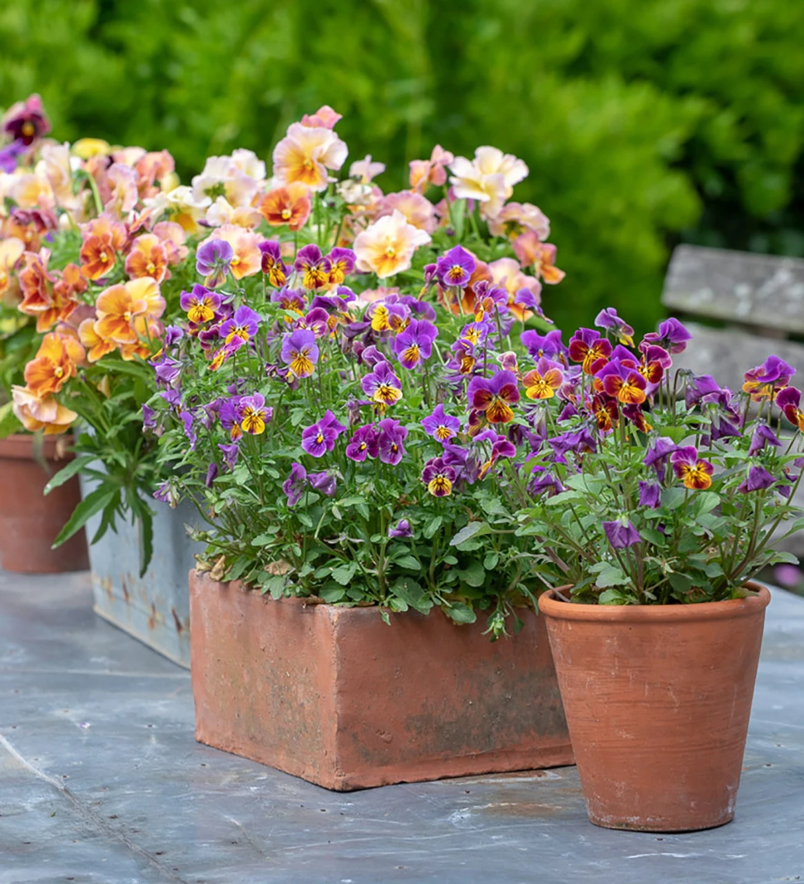 Viola X Wittrockiana 'Peach Shades' F1 - Image 3