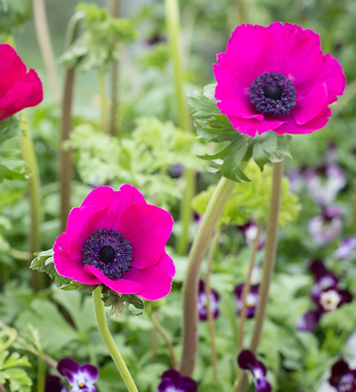 Velvet Winter Window Box Collection - Image 2