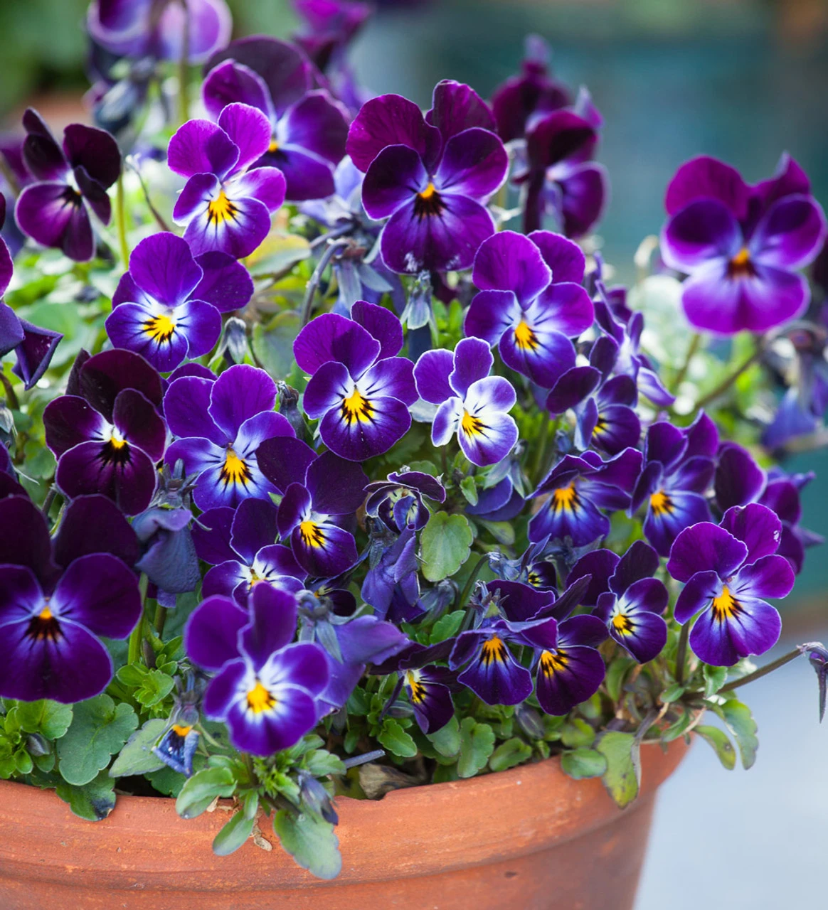 Velvet Winter Window Box Collection - Image 3