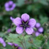 Geranium 'Salome'