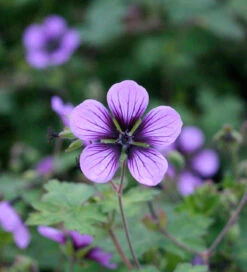 Geranium 'Salome'