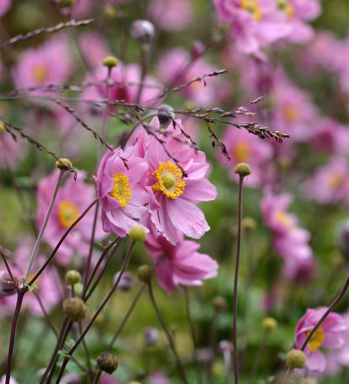 Autumn Anemone Collection - Image 2