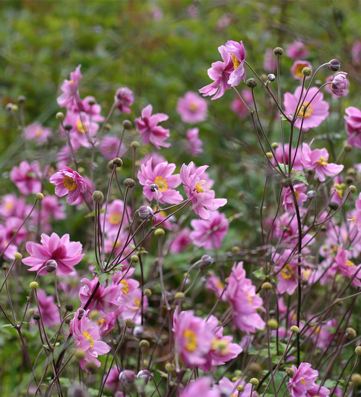 Autumn Anemone Collection - Image 3