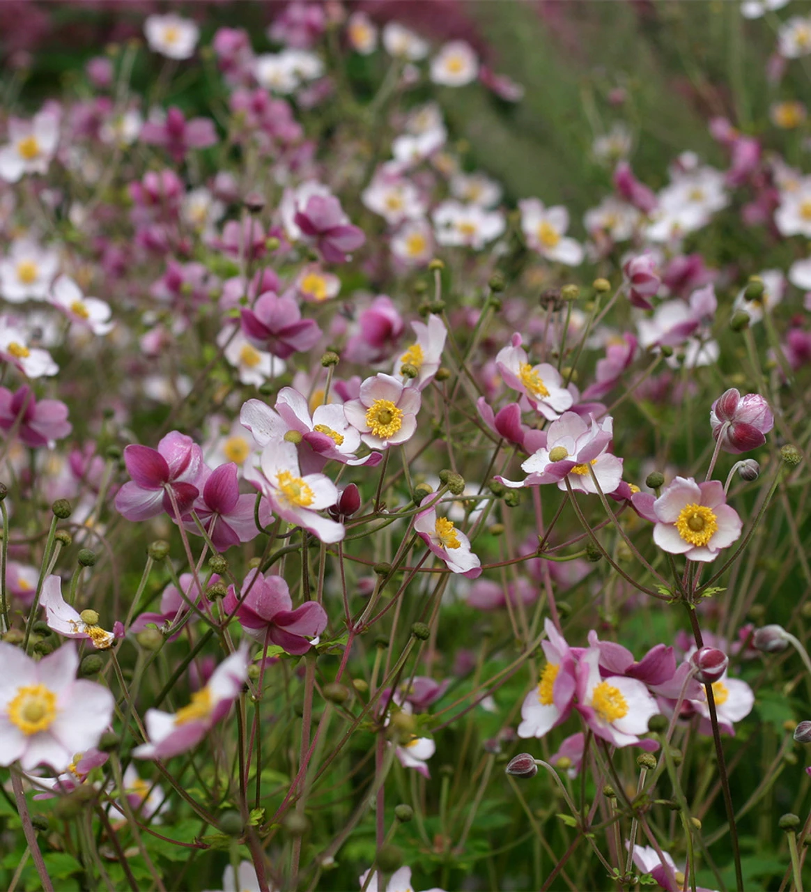 Autumn Anemone Collection - Image 4