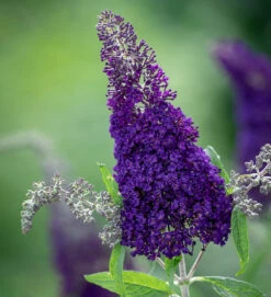 Buddleia Davidii 'Buzz Indigo'