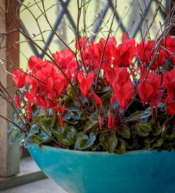 Cyclamen Persicum 'Rouge Ecarlate'