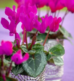 Cyclamen Persicum 'Violette'