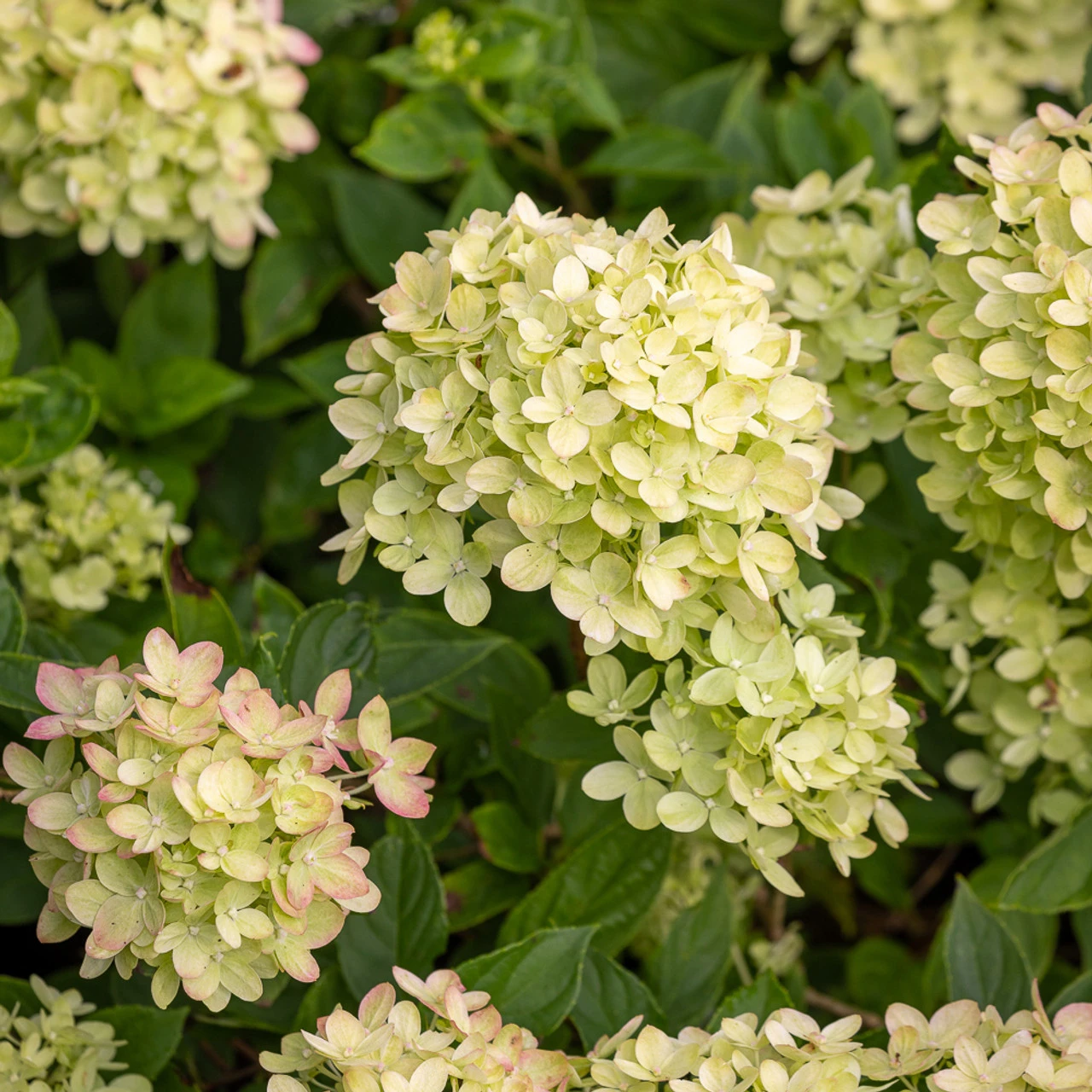 Hydrangea Paniculata 'Little Lime' - Image 3