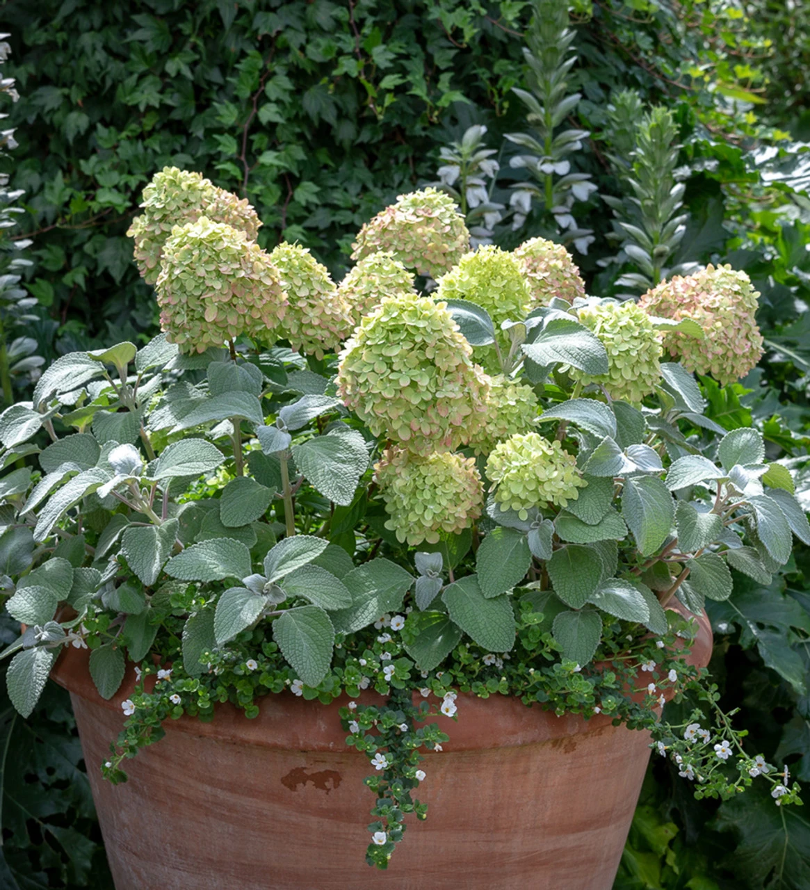 Hydrangea Paniculata 'Little Lime' - Image 6