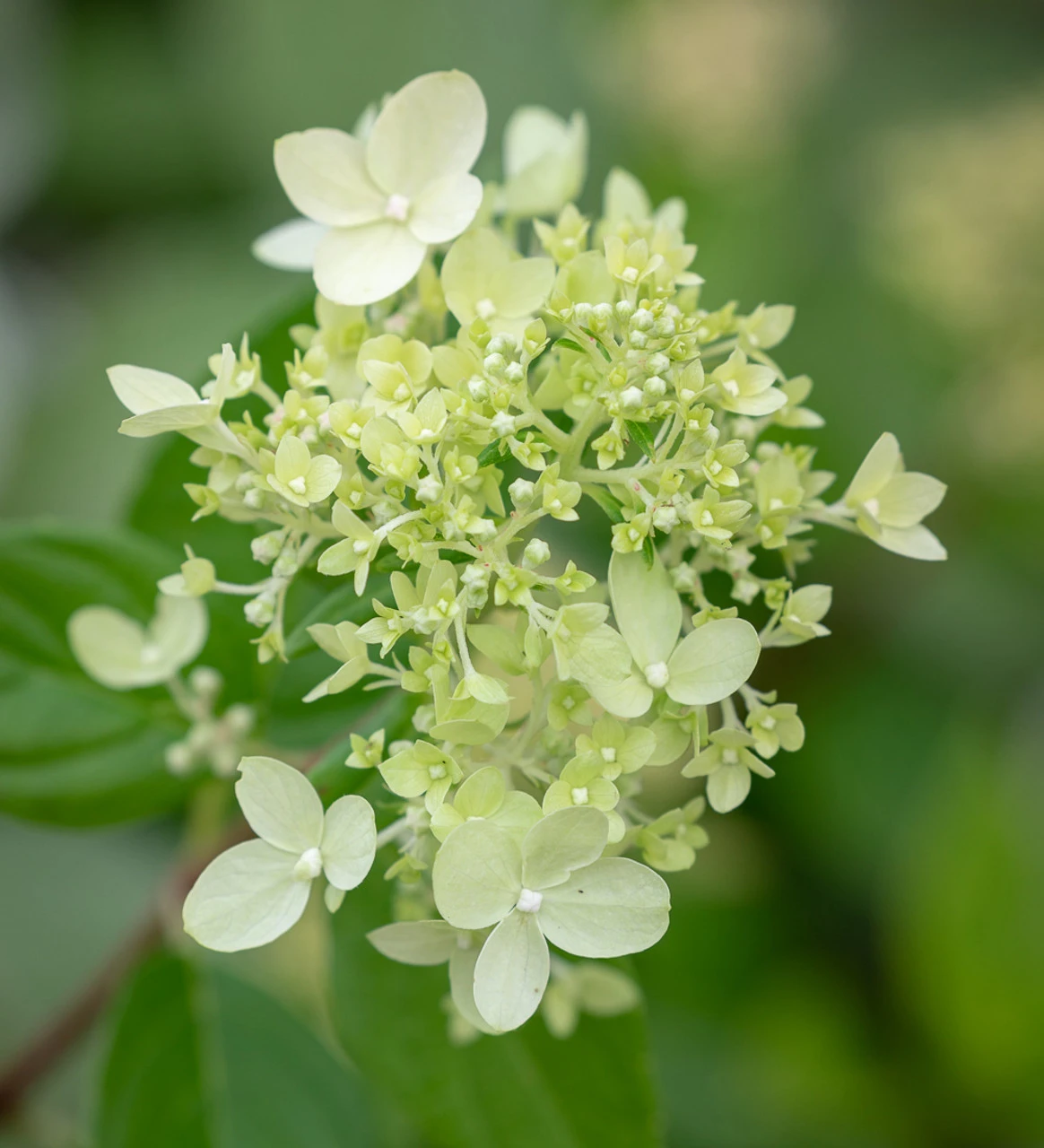 Hydrangea Paniculata 'Little Lime' - Image 2