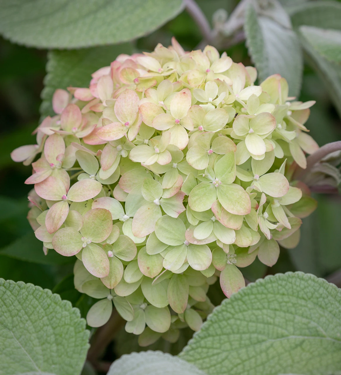 Hydrangea Paniculata 'Little Lime' - Image 4