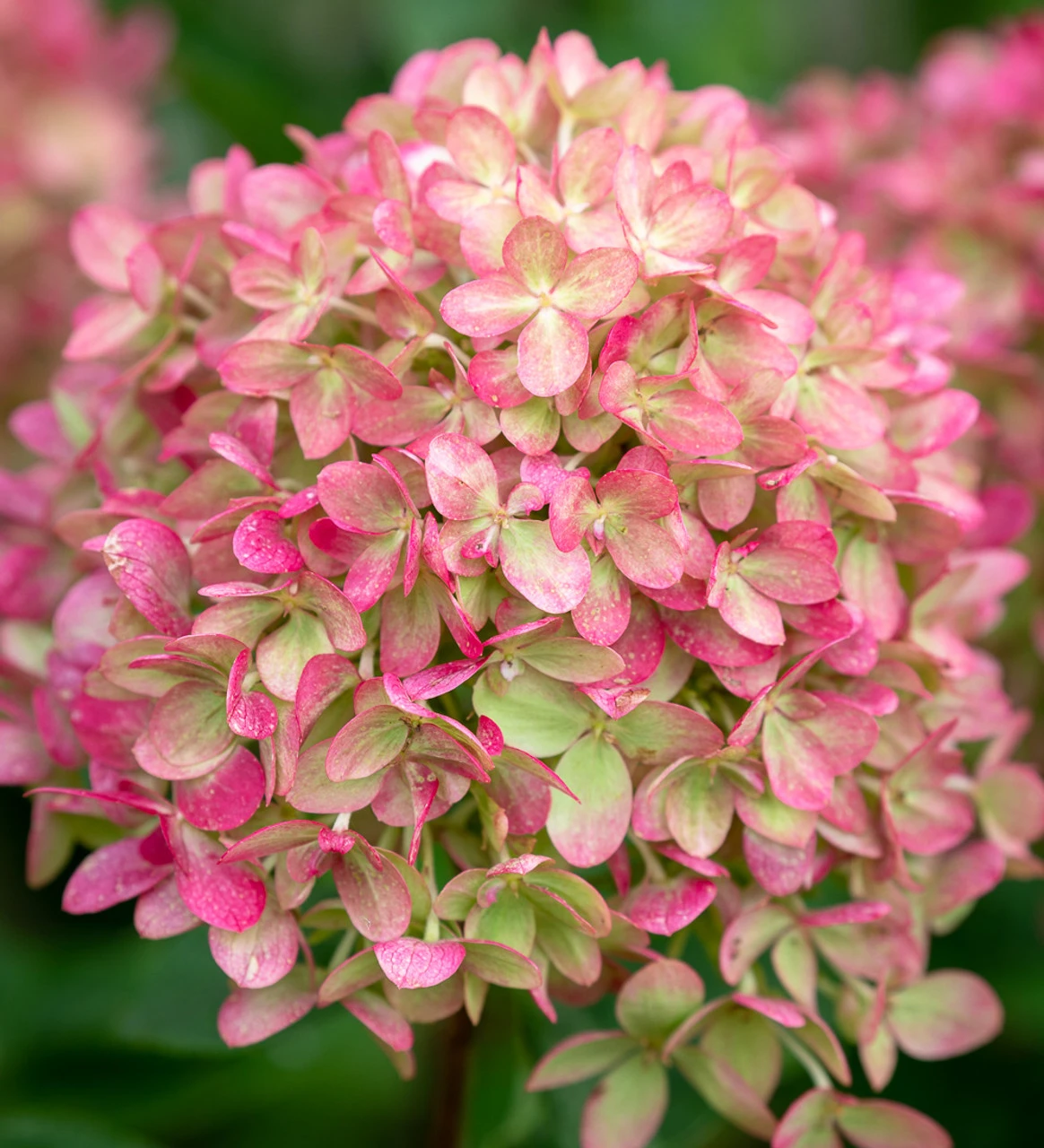 Hydrangea Paniculata 'Little Lime' - Image 5