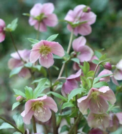 Helleborus Orientalis Subsp. Abchasicus