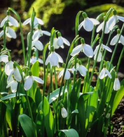 Galanthus Ikariae