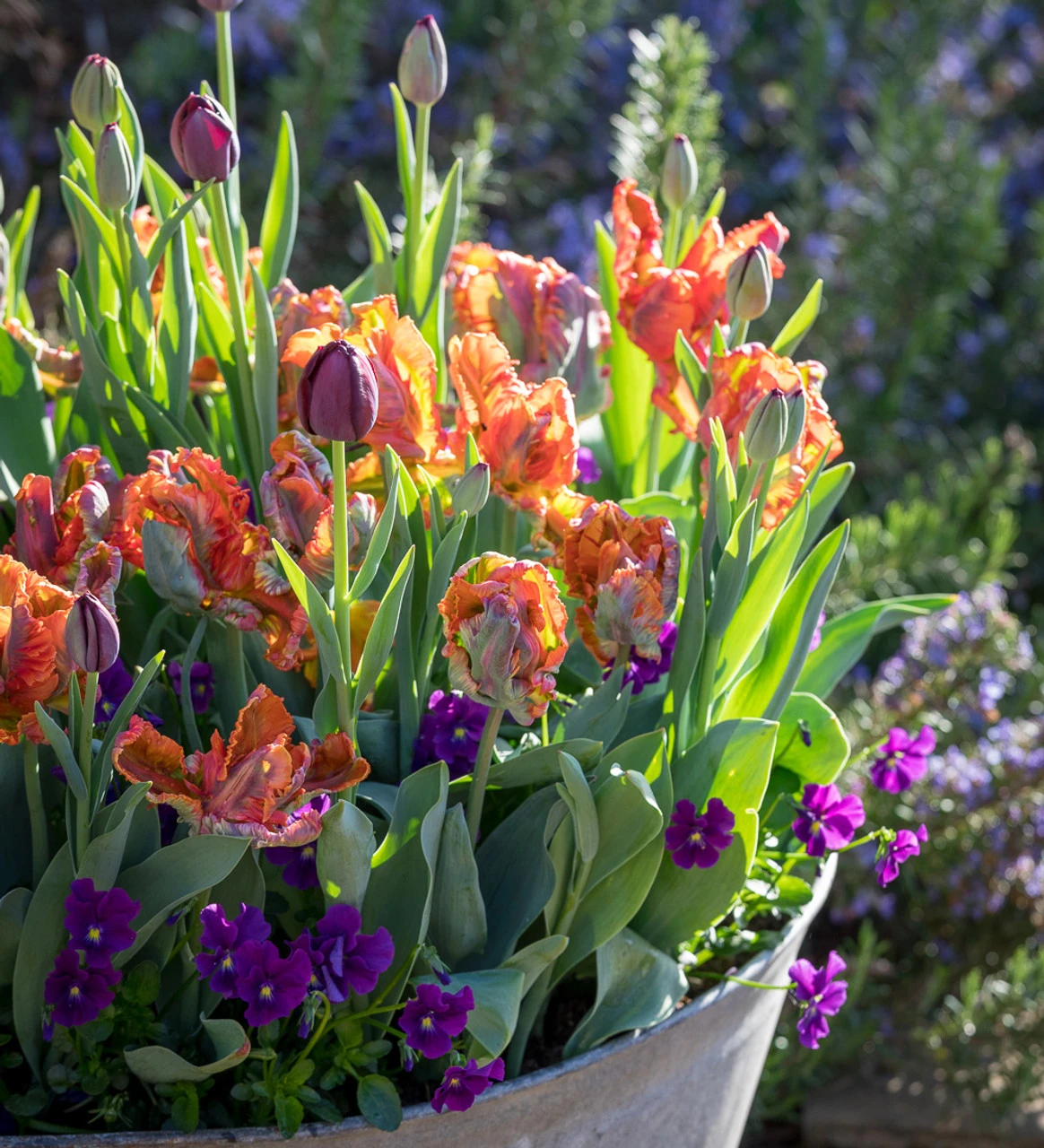Flamenco Pot Collection