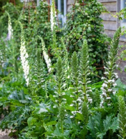 White Woodland Collection