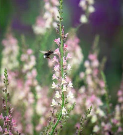 Linaria X Purpurea 'Peachy'