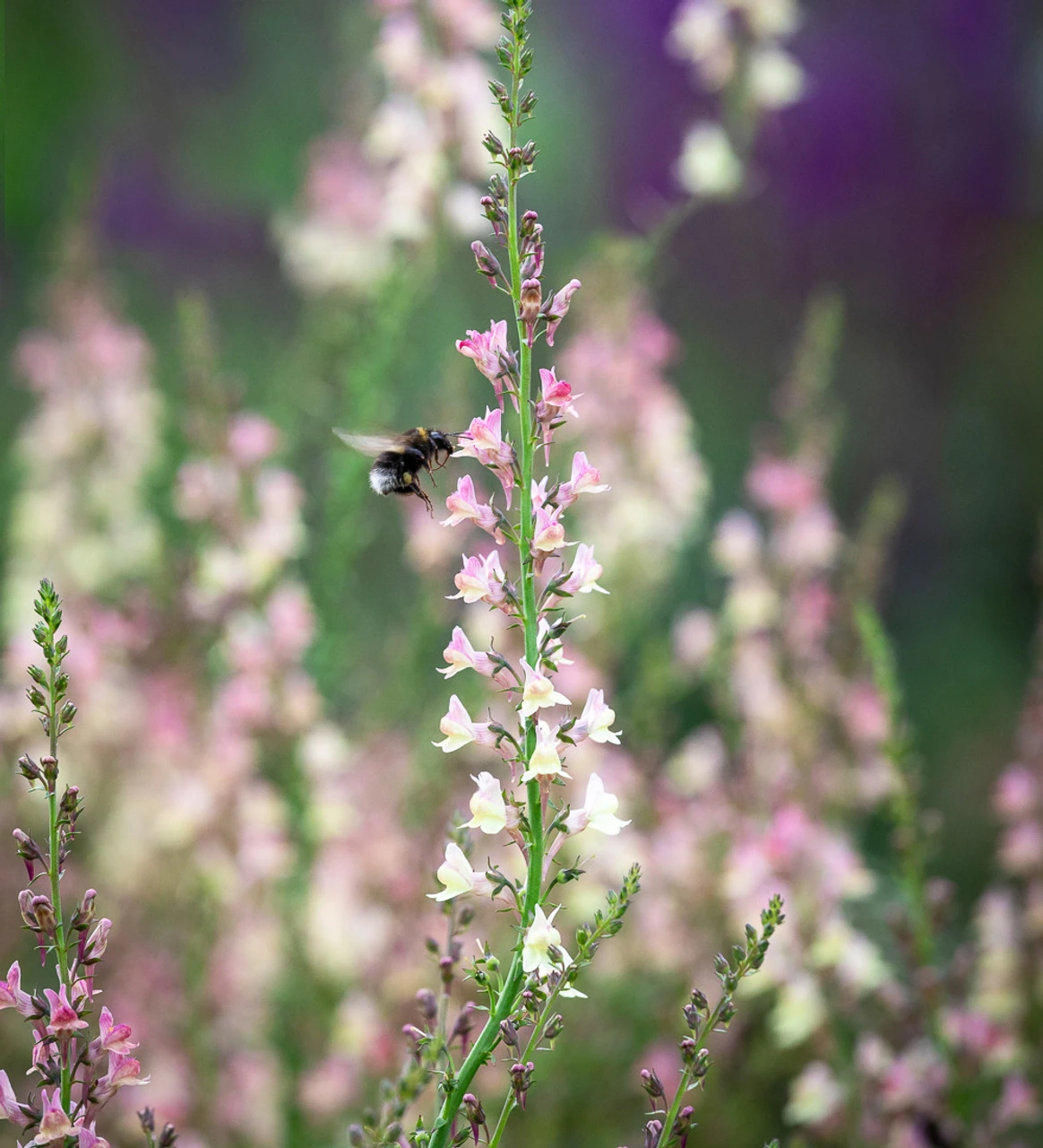 Linaria X Purpurea 'Peachy'