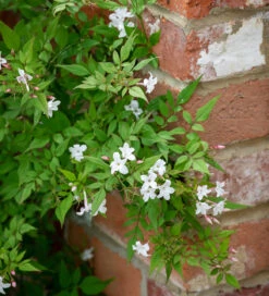Jasminum Officinale