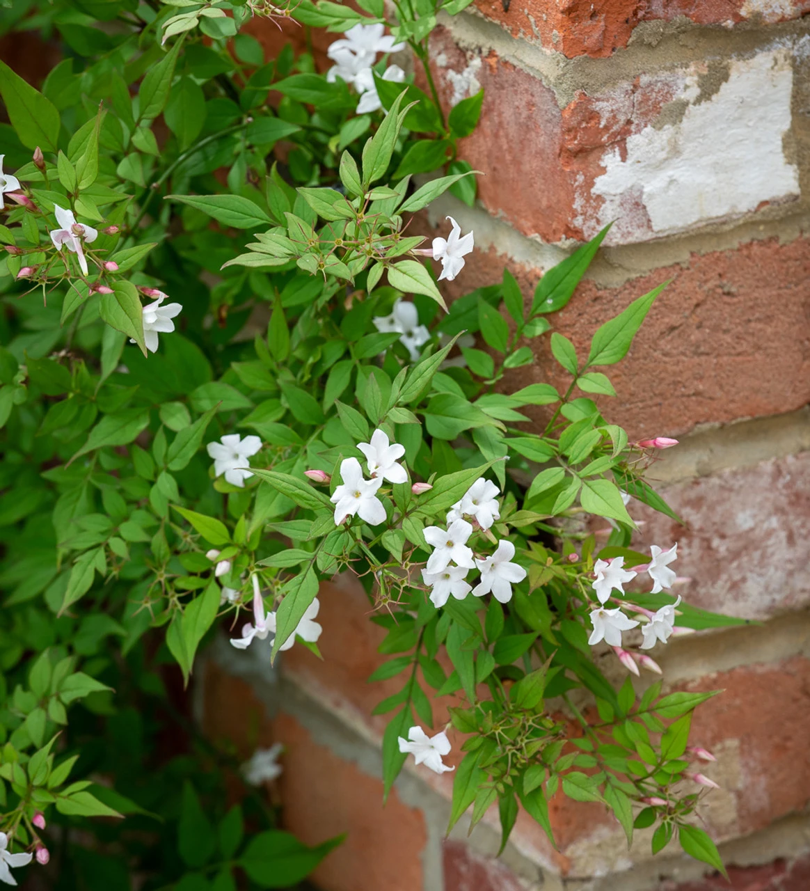 Jasminum Officinale