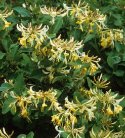 Lonicera Periclymenum 'Graham Thomas'