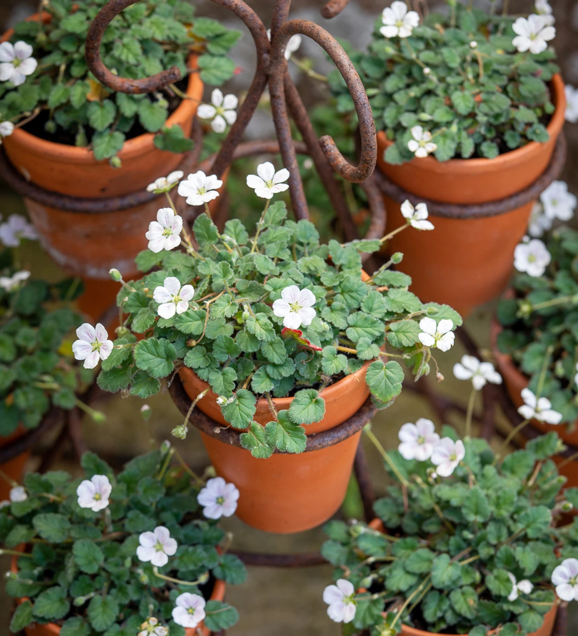 Erodium X Variabile 'Album'