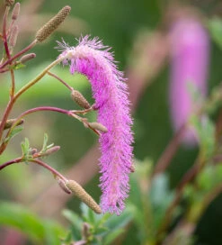 Sanguisorba Hakusanensis 'Lilac Squirrel'