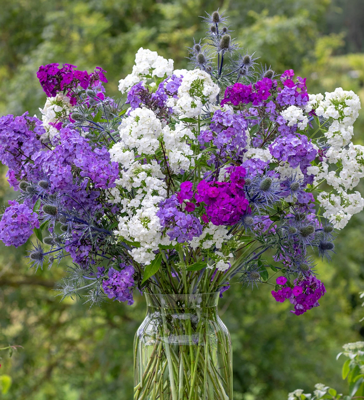 Perennial Phlox Collection