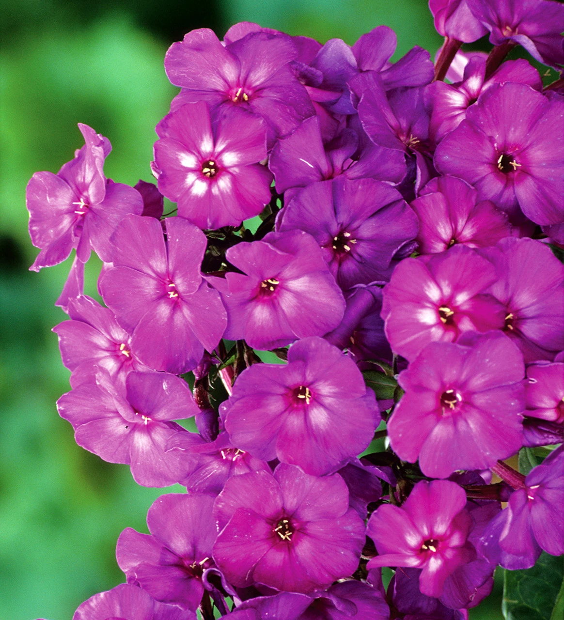 Perennial Phlox Collection - Image 2