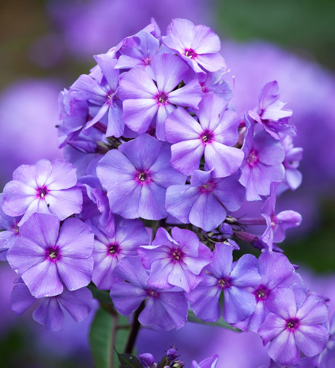 Perennial Phlox Collection - Image 3