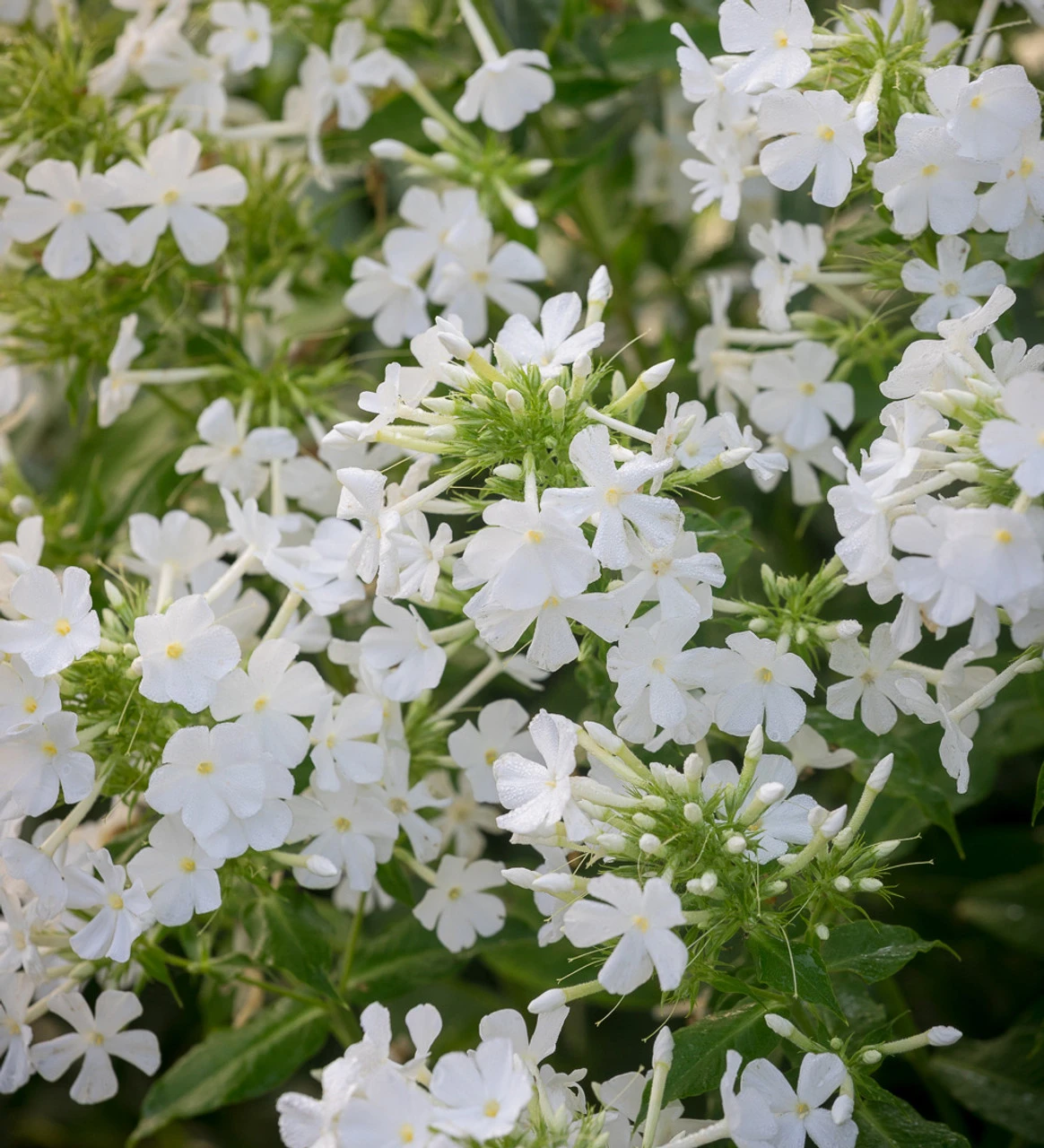 Perennial Phlox Collection - Image 4