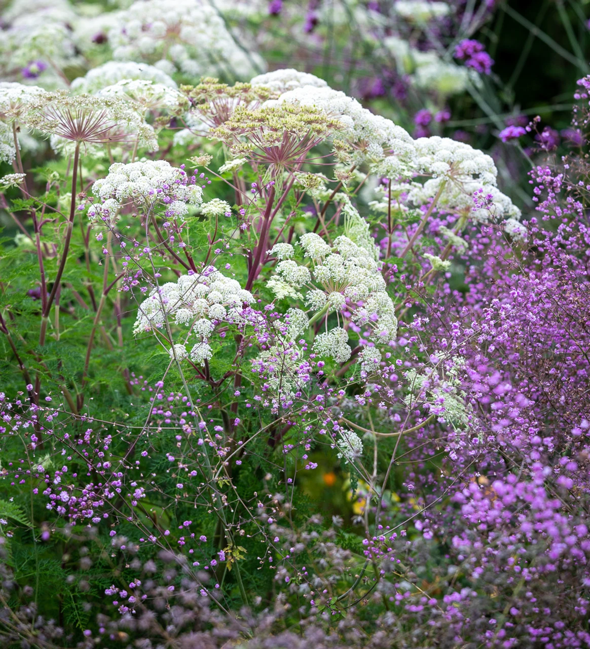 Selinum And Thalictrum Border Collection