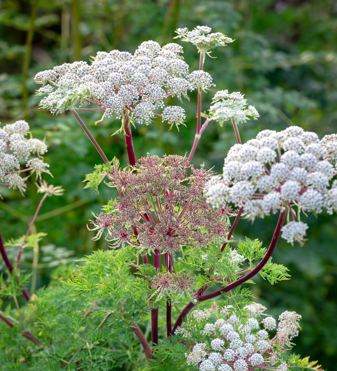 Selinum And Thalictrum Border Collection - Image 2
