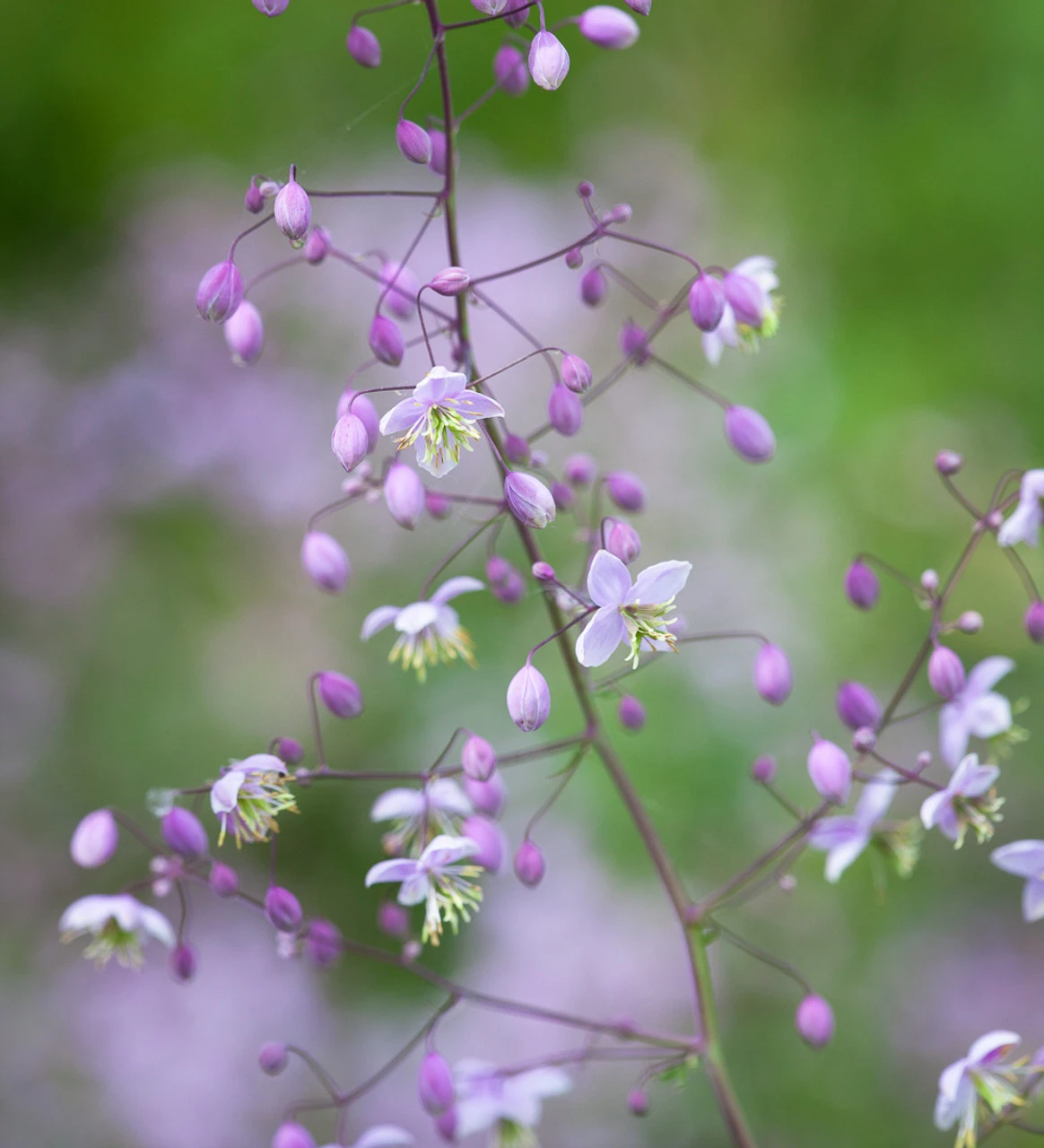 Selinum And Thalictrum Border Collection - Image 3