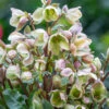 Helleborus X Ericsmithii 'Ivory Prince'