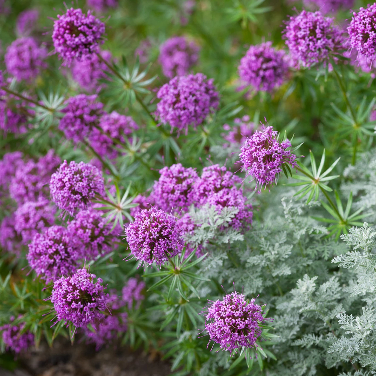 Phuopsis Stylosa - Image 3