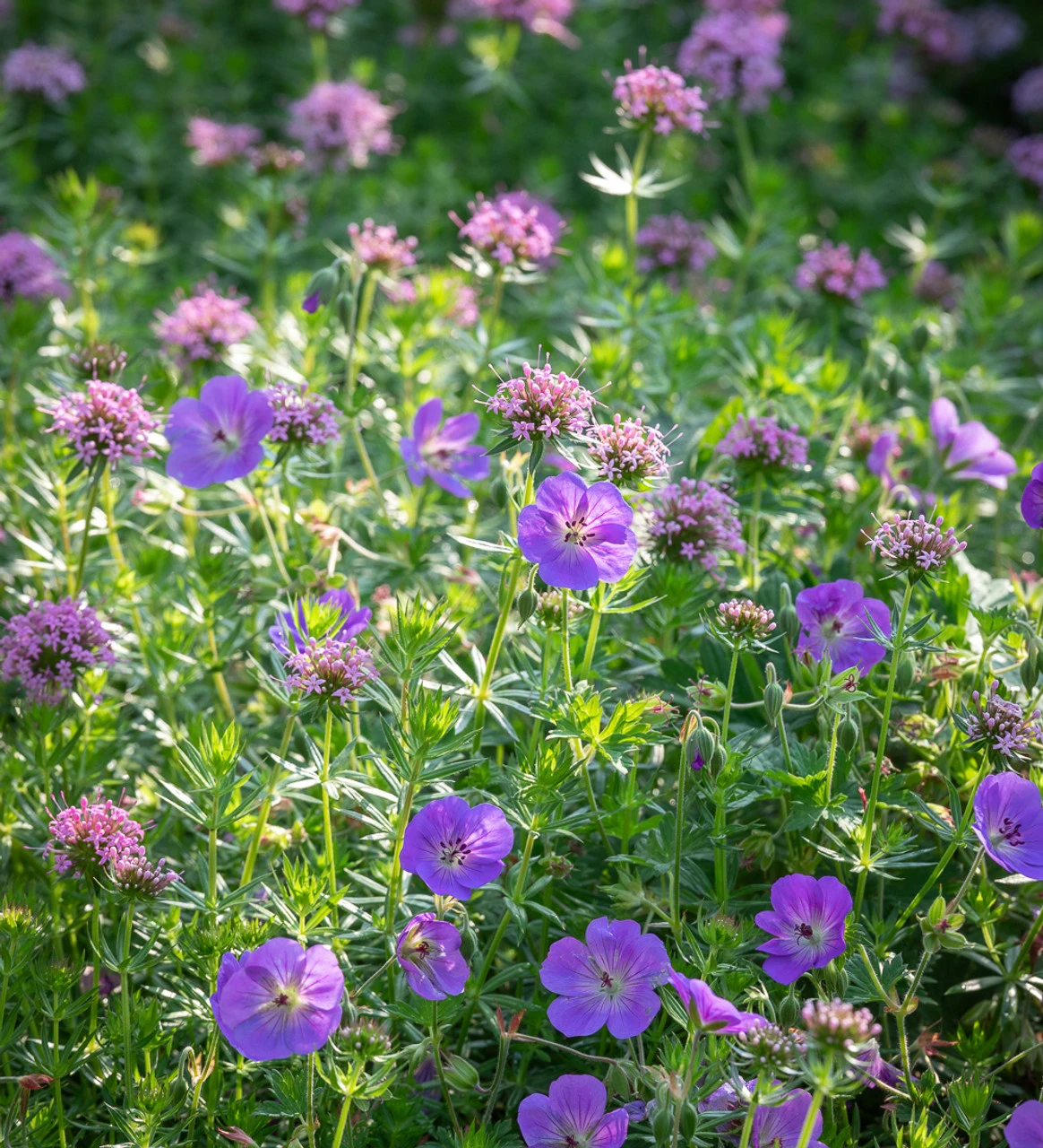 Phuopsis Stylosa - Image 4