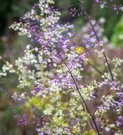 Thalictrum Collection