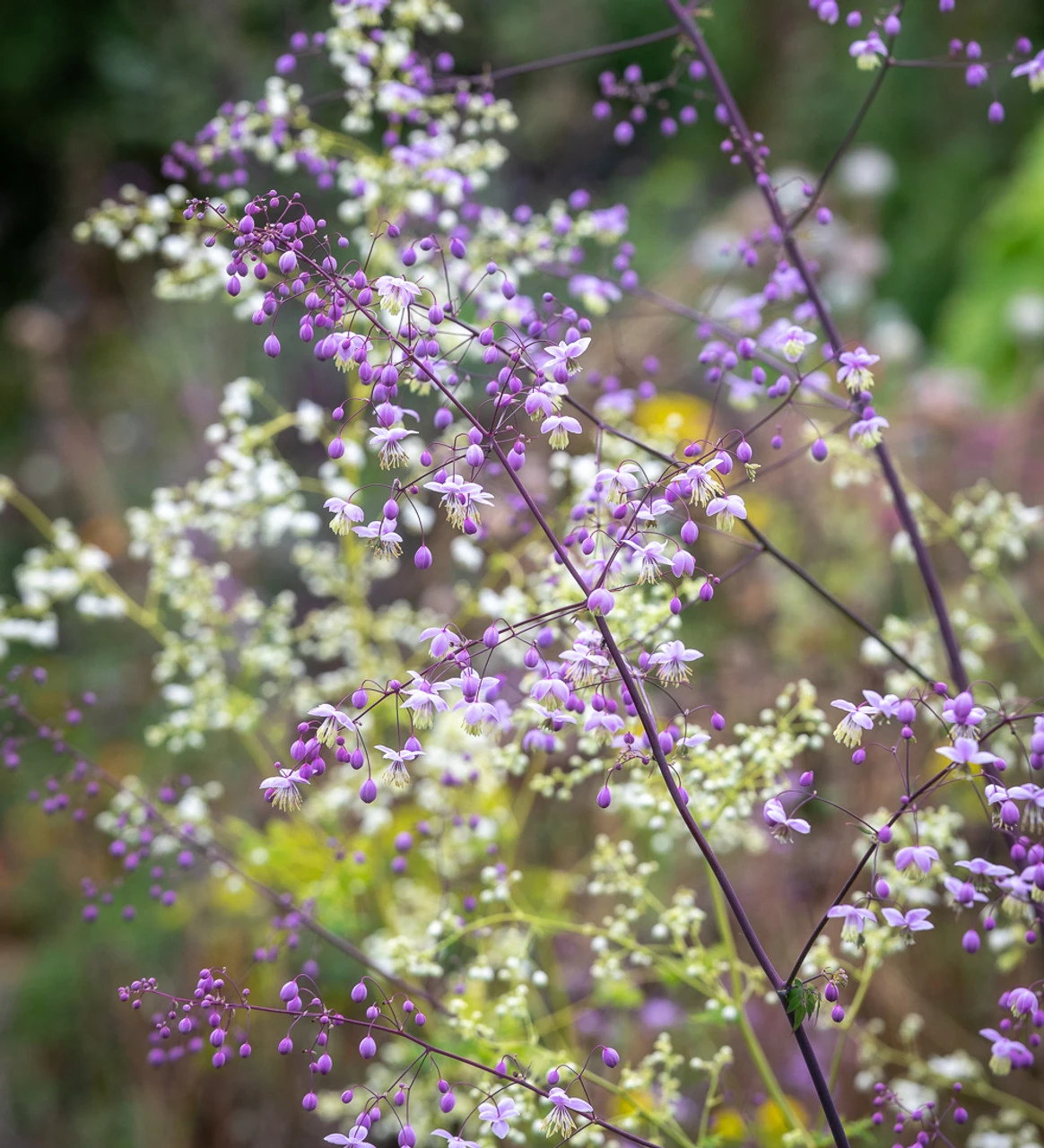 Thalictrum Collection