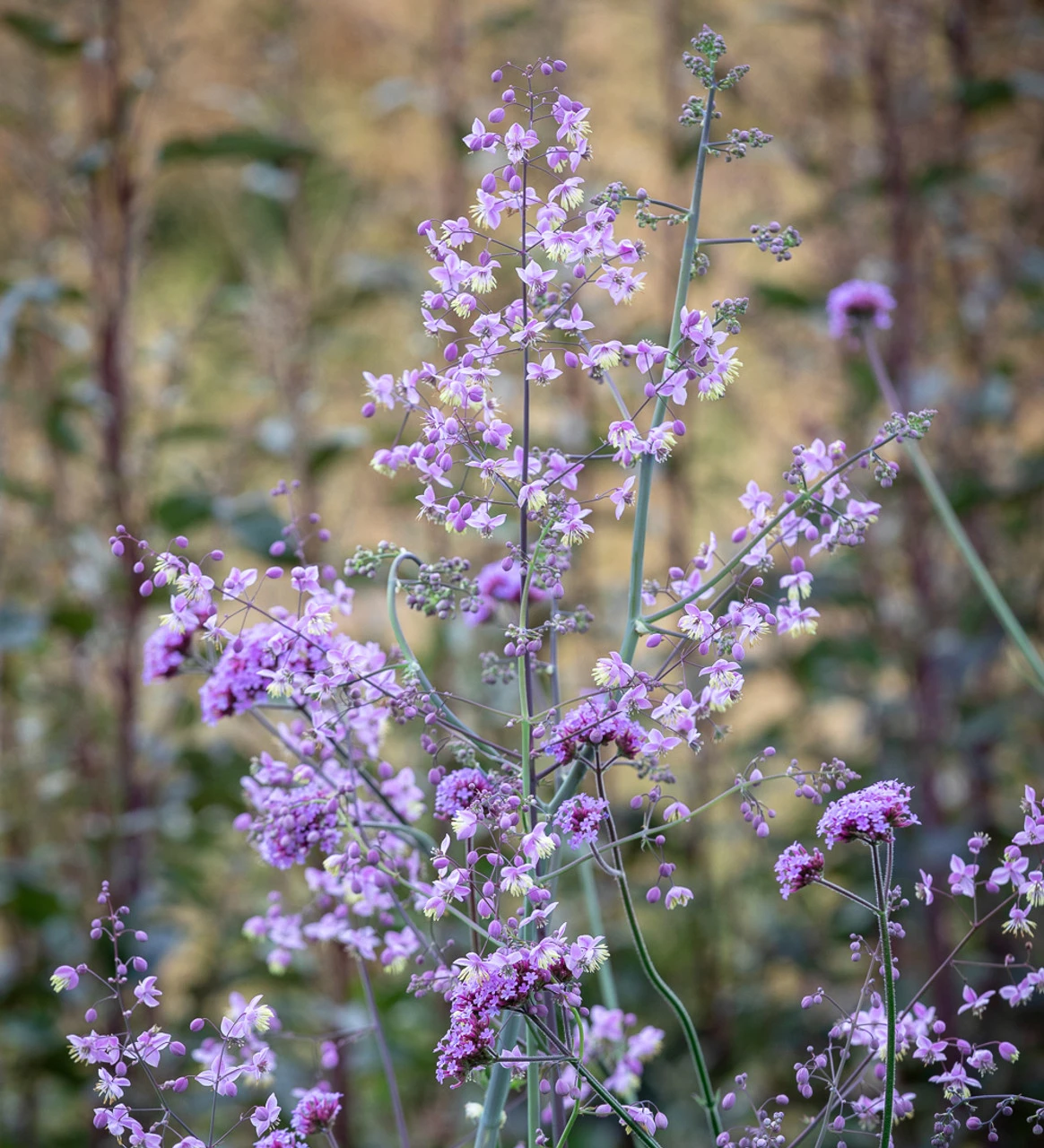 Thalictrum Collection - Image 2