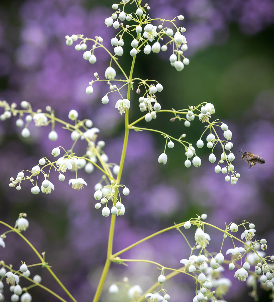 Thalictrum Collection - Image 3