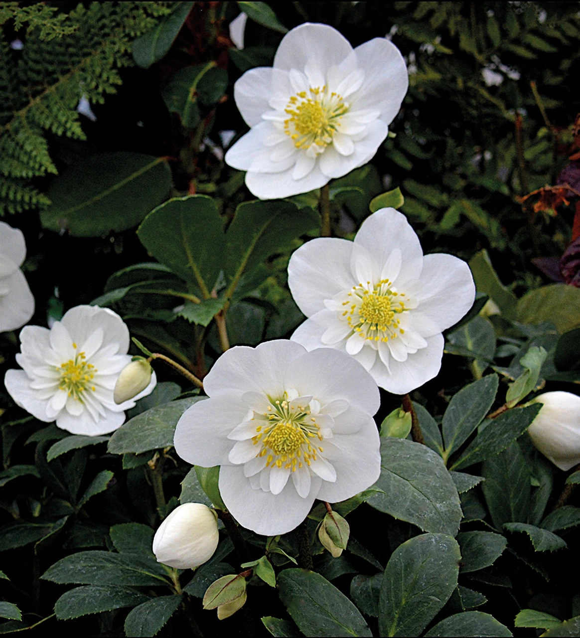Helleborus Niger 'Snowdrift'