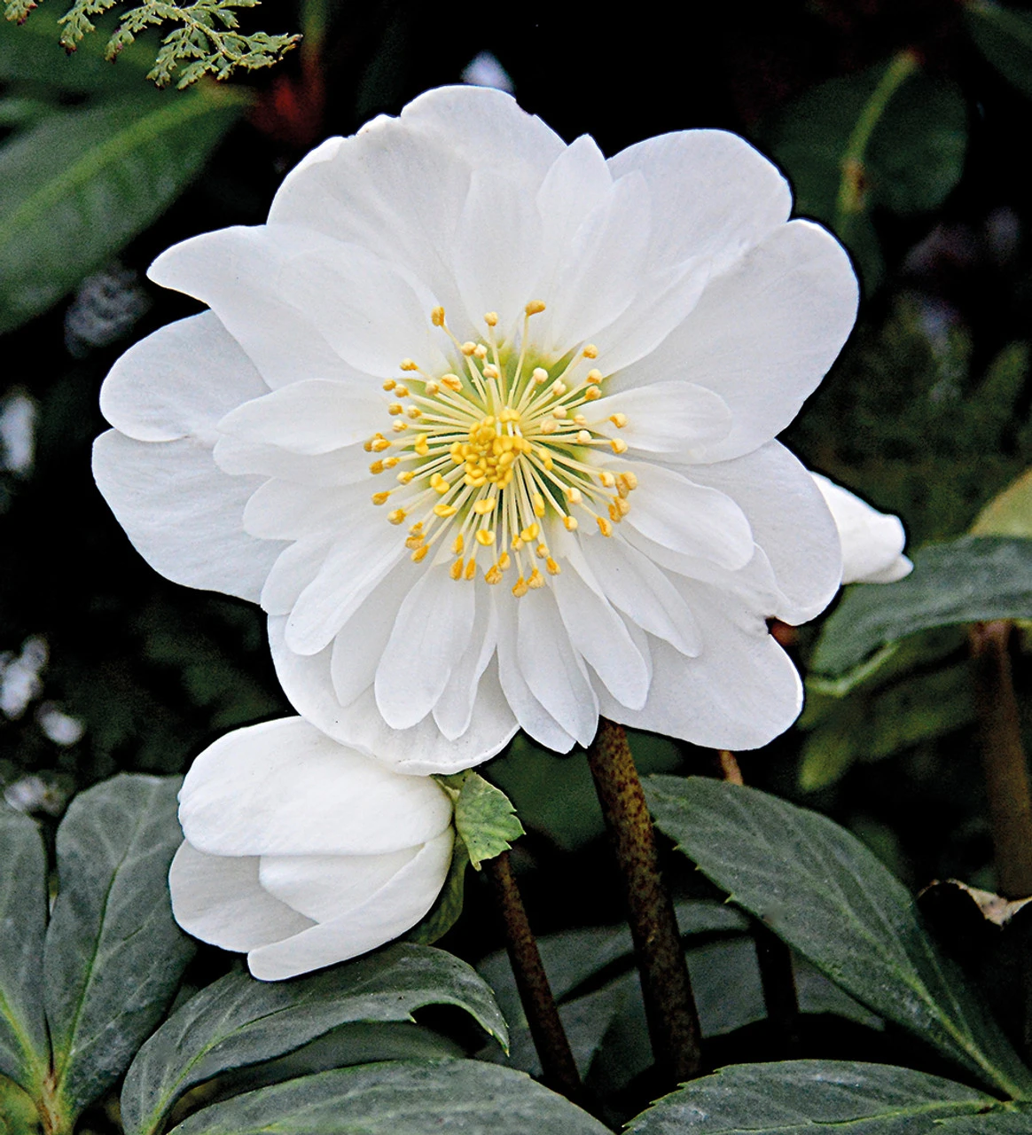 Helleborus Niger 'Snowdrift' - Image 2