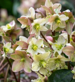 Helleborus X Ericsmithii 'Emma'