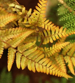 Dryopteris Wallichiana 'Jurassic Gold'