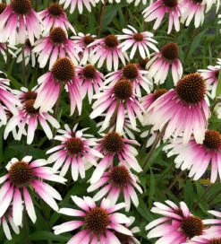 Echinacea X 'Pretty Parasols' ('JS Engeltje')